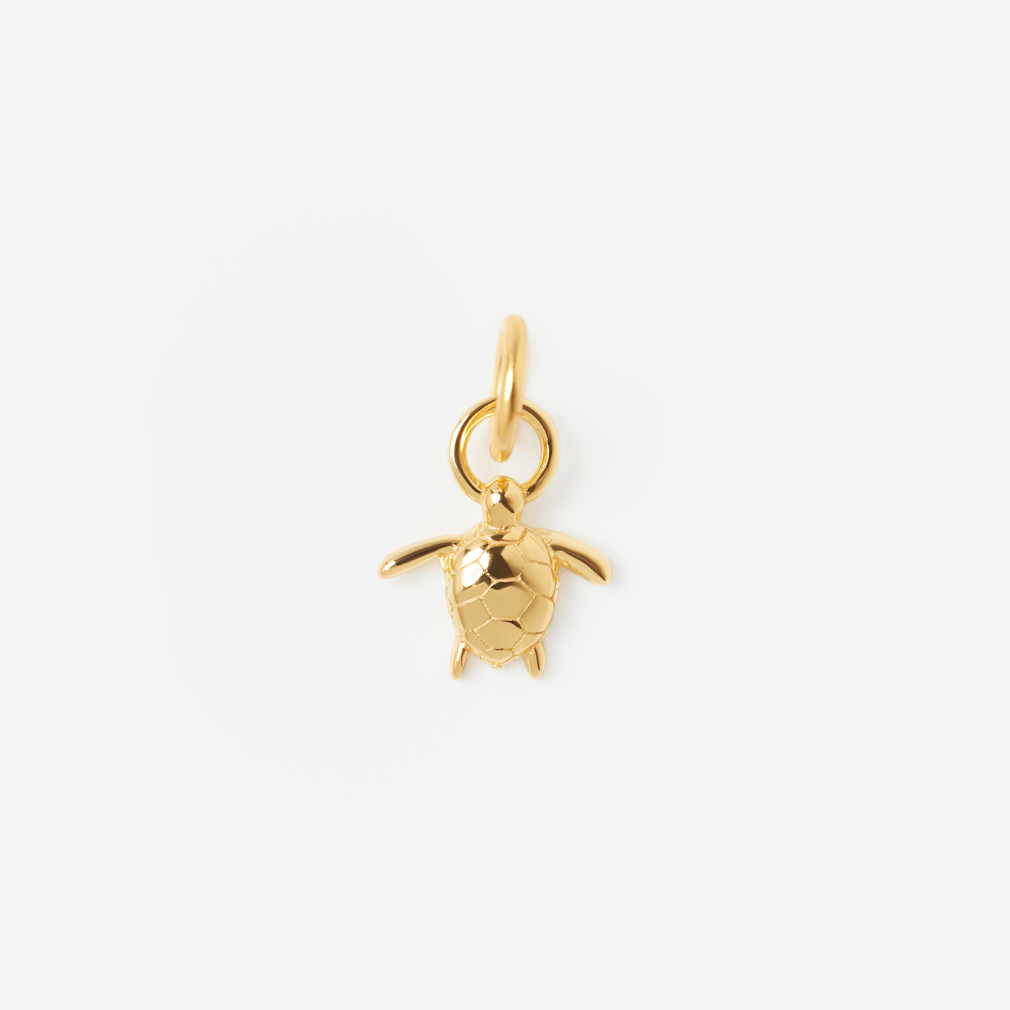 Chelonia Charm
